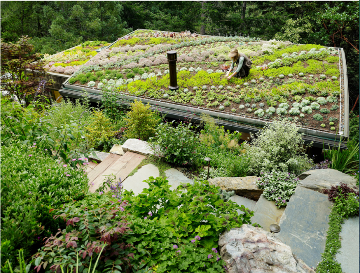 green roofs South Africa